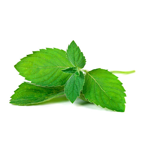 Peppermint Flavour Concentrate